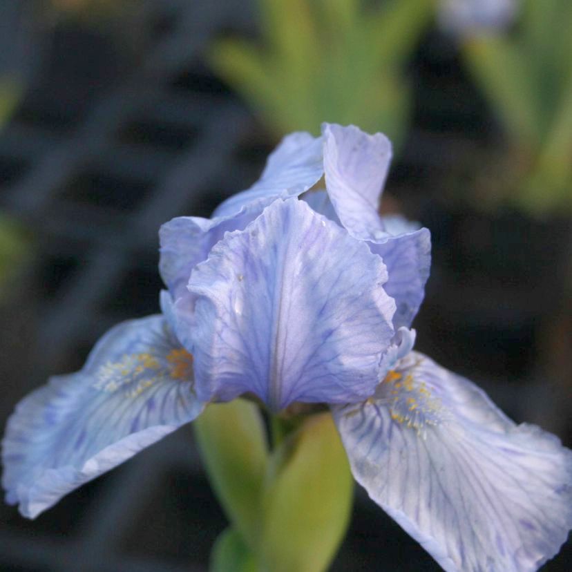 Iris barb.- nana 'Hilmteich'