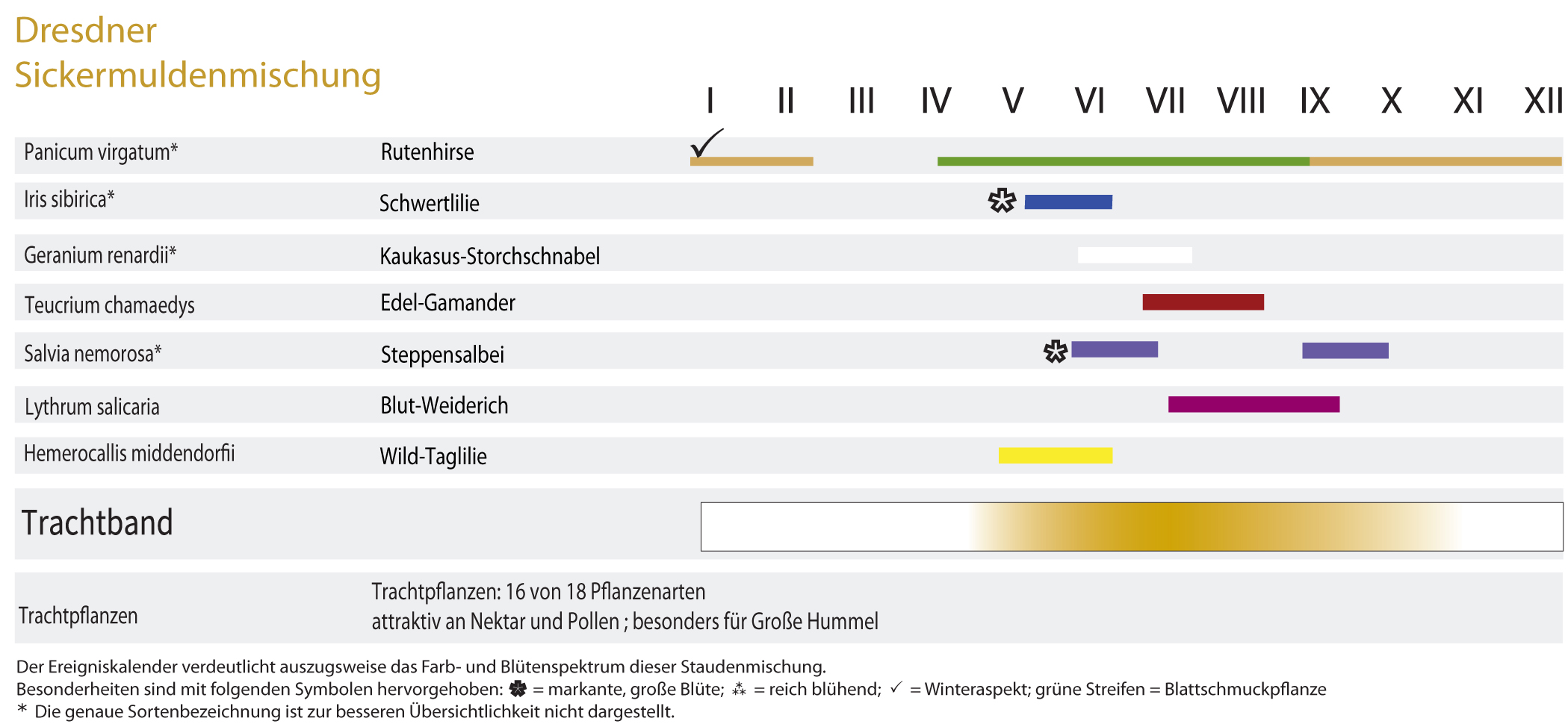 Sickermuldenmischung - Dresdner Staudenmischpflanzung als Fertigmischung pflanzfertig vorgemischt