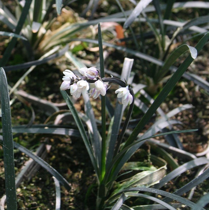 STM - Ophiopogon planiscapus 'Niger'