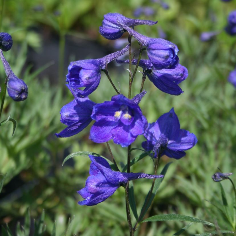 Delphinium bella. 'Kl.Nachtmus.'