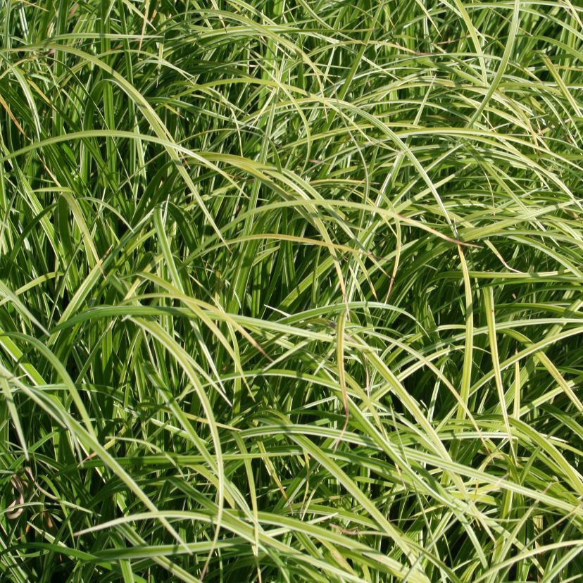 Carex morrowii 'Silver Sceptre'