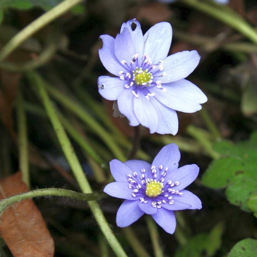 STM - Hepatica transsylvanica