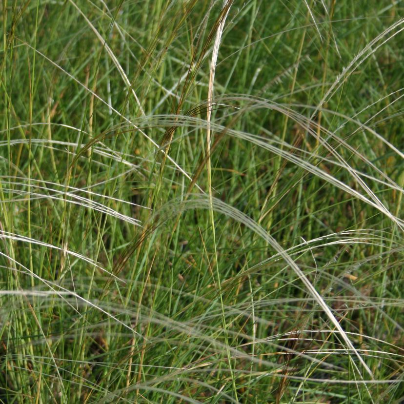 Stipa pennata