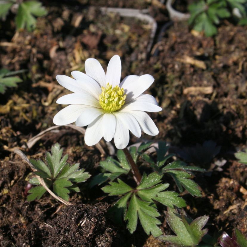 STM - Anemone blanda 'White Splendour'