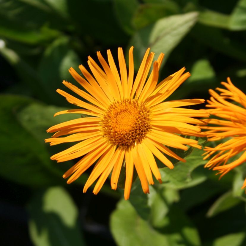 STM - Inula orientalis
