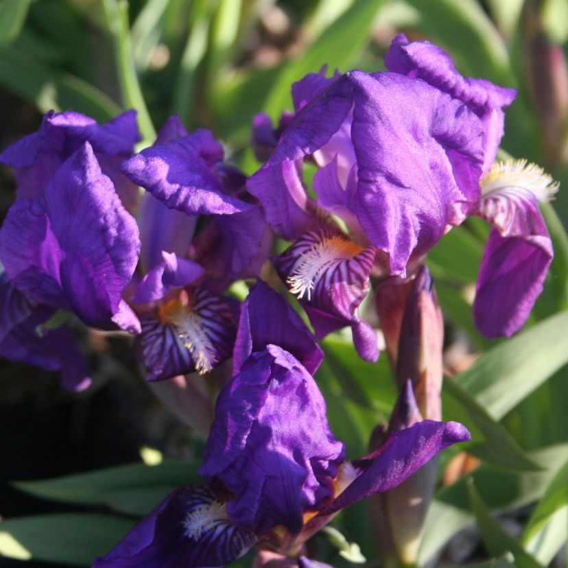 Iris barb.- nana 'Cyanea'