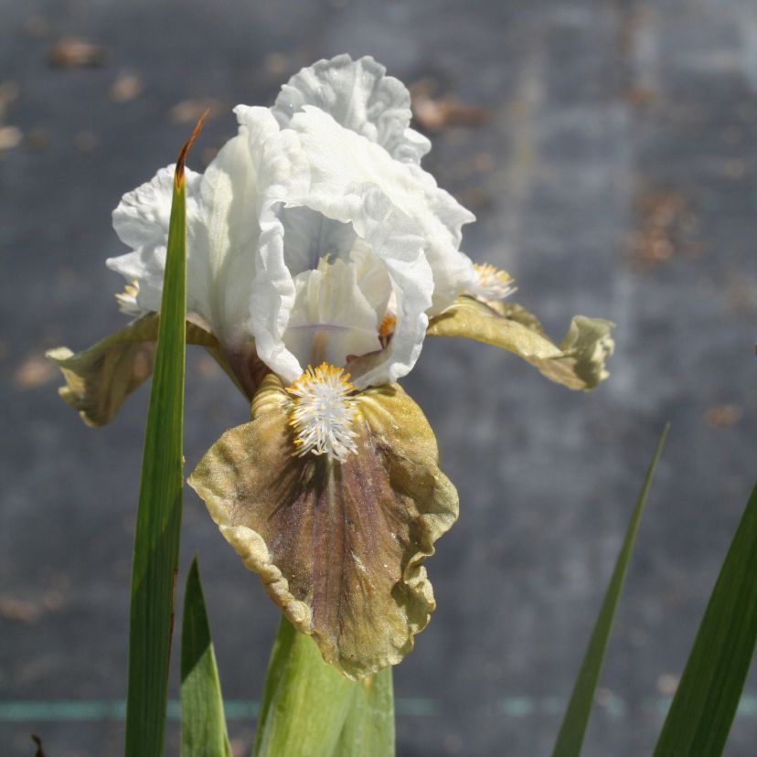 STM - Iris barb.- nana 'Sea Monster'