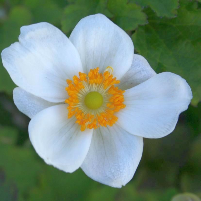 STM - Anemone jap. 'Honorine Jobert'