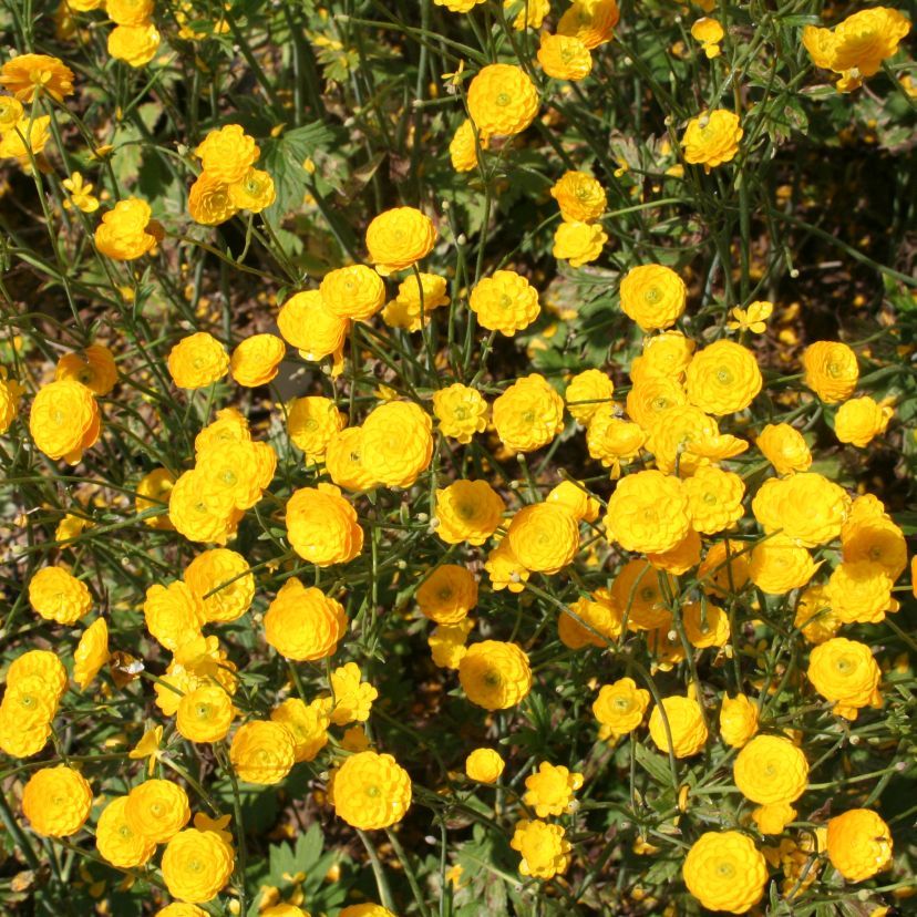 STM - Ranunculus acris 'Multiplex'