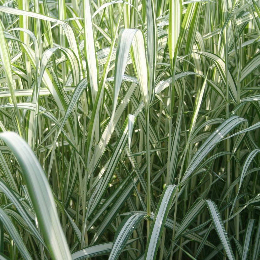STM - Phalaris arundinacea 'Feesey'