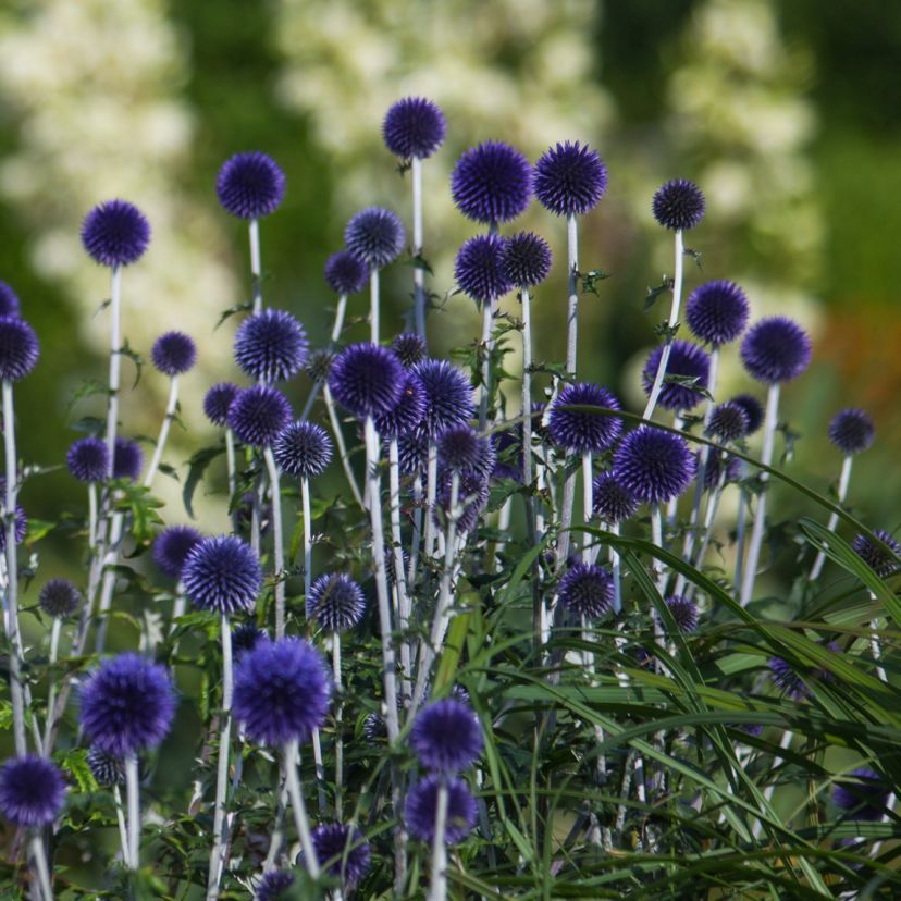 Echinops ritro 'Veitch Blue'