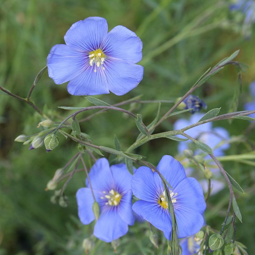 STM - Linum perenne