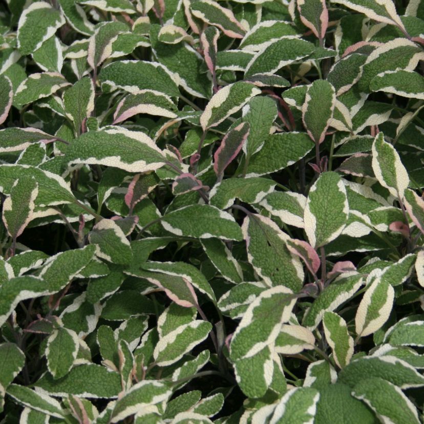 STM - Salvia officinalis bunt