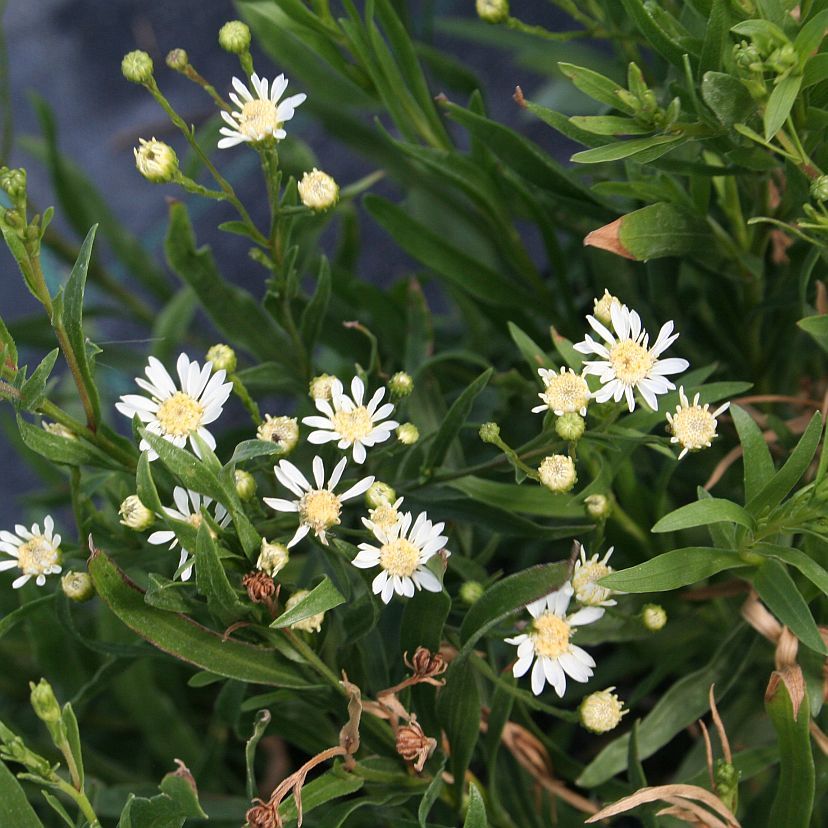 STM - Aster ptarmicoides