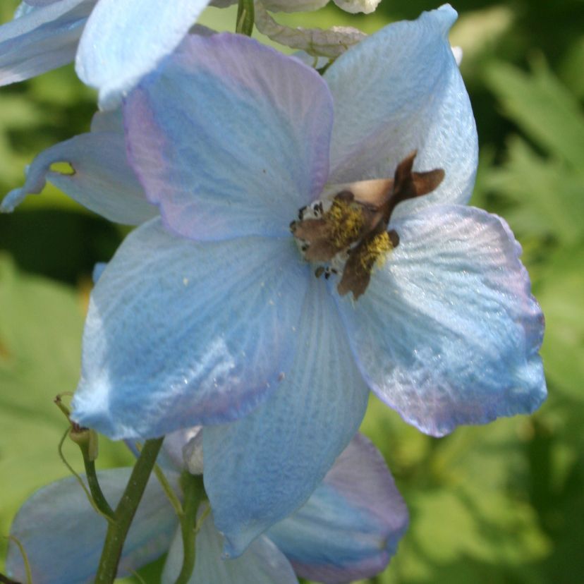 Delphinium cult. 'Augenweide'