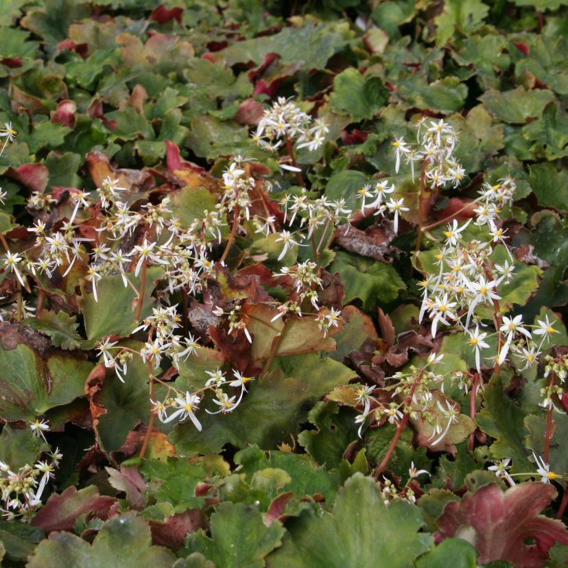 Saxifraga cortusifolia var. fortunei