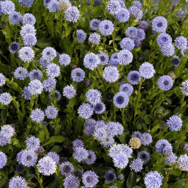 STM - Globularia punctata
