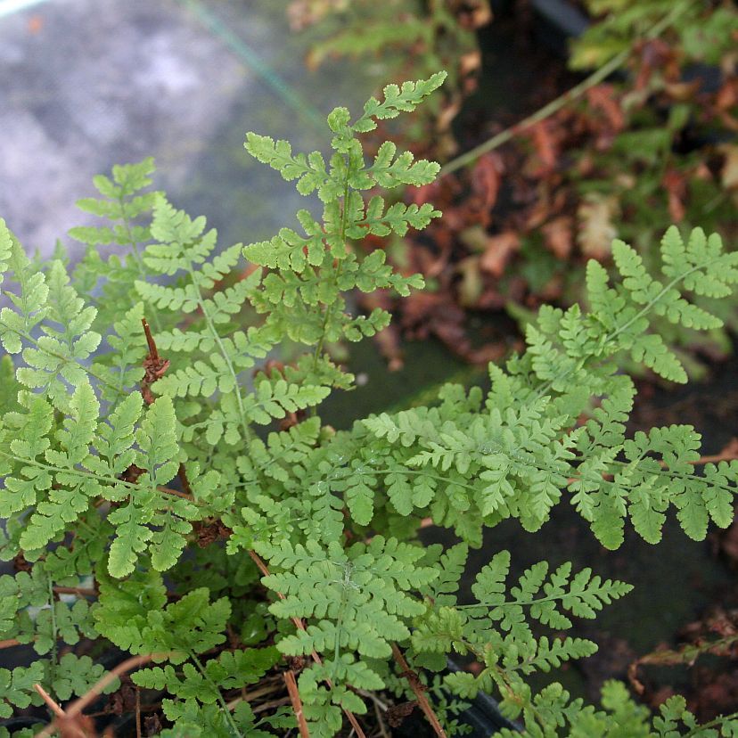 STM - Woodsia obtusa