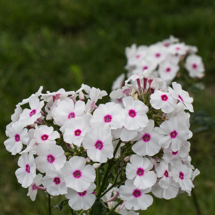 Phlox panic. 'Kirmesländer'