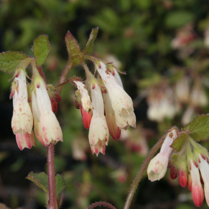 Symphytum grandiflorum