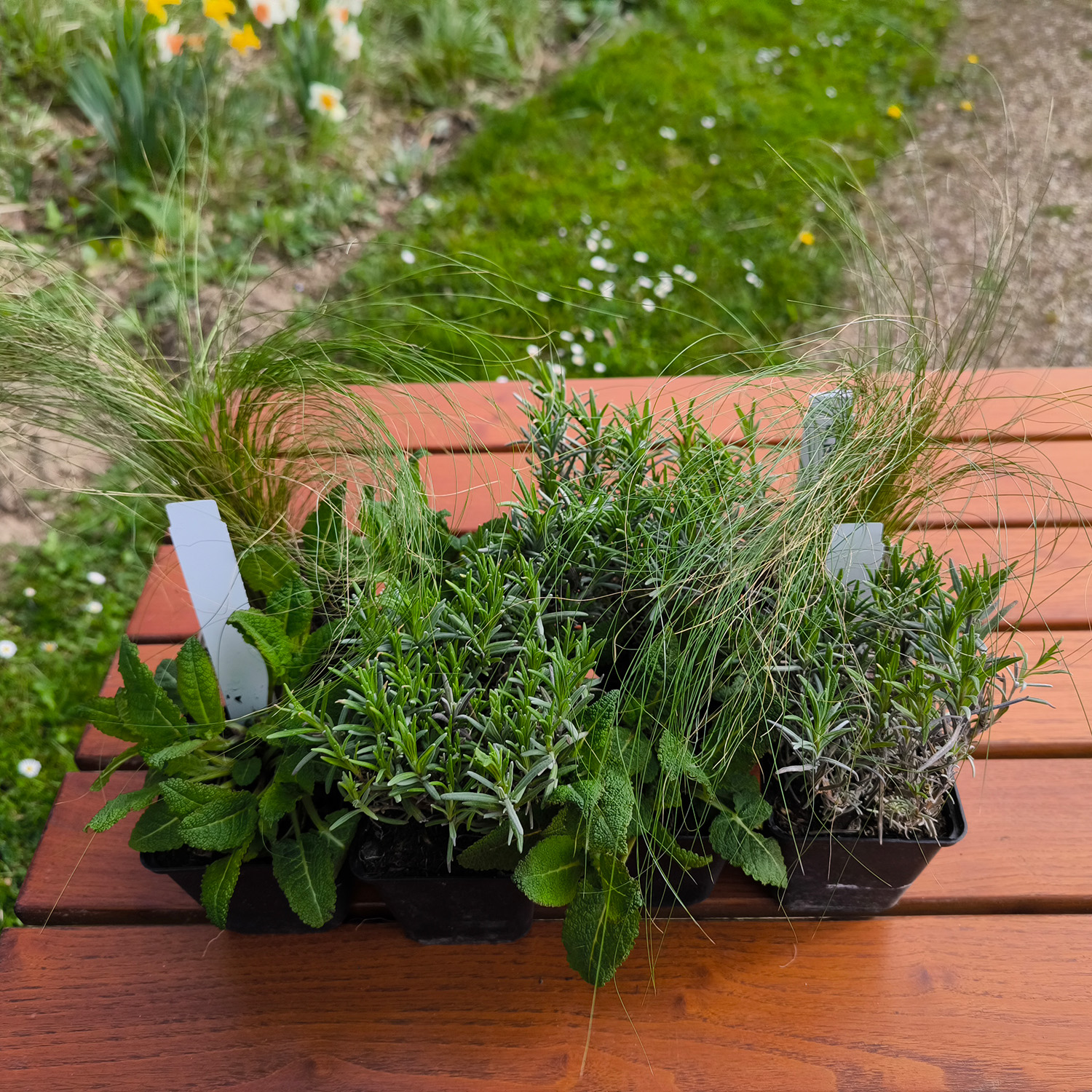 TROCKENPLATZ-BOX | Lavendel & Salbei