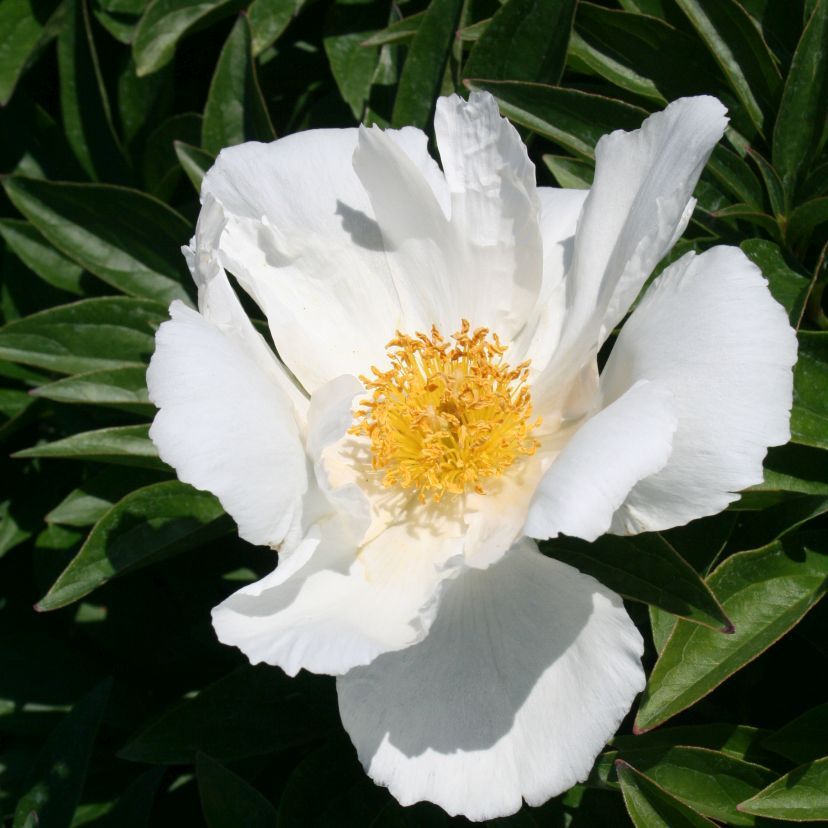 Paeonia lact. 'Krinkled White'