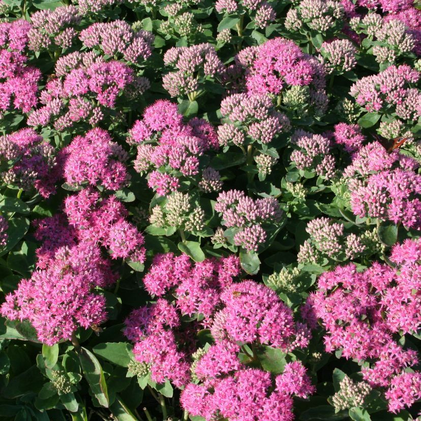STM - Sedum spectabile 'Carl'