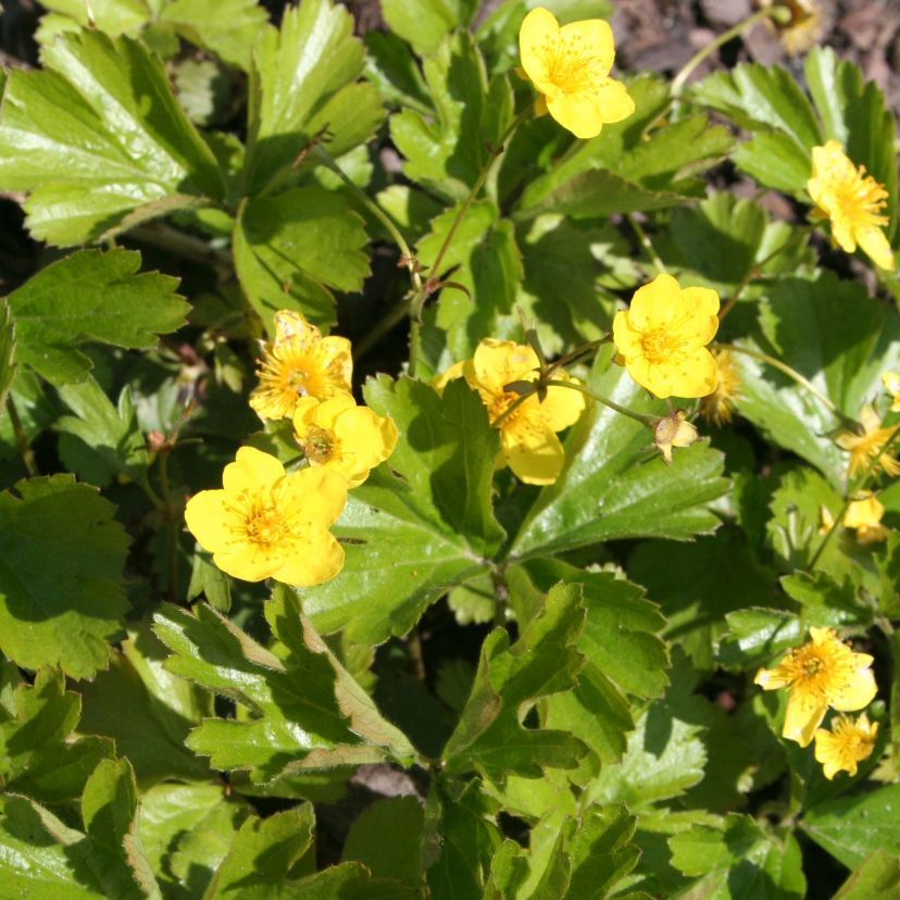 STM - Waldsteinia ternata 'Lichtermeer'