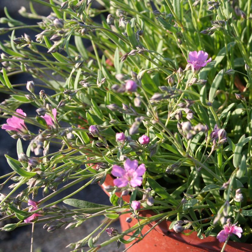 STM - Gypsophila repens 'Compacta Rosea'