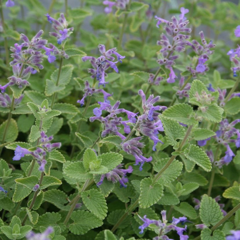 Nepeta x faassenii