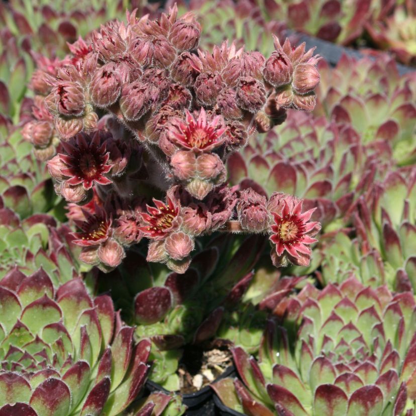 Sempervivum hybr. 'Noir'