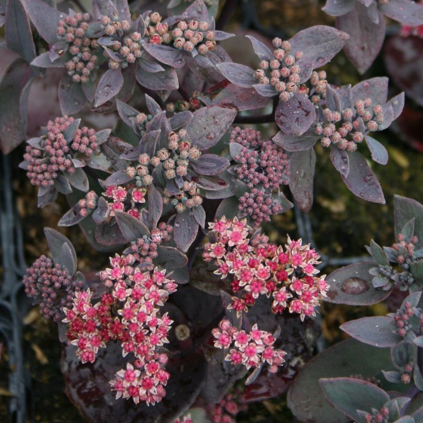 STM - Sedum telephium 'Karfunkelstein'