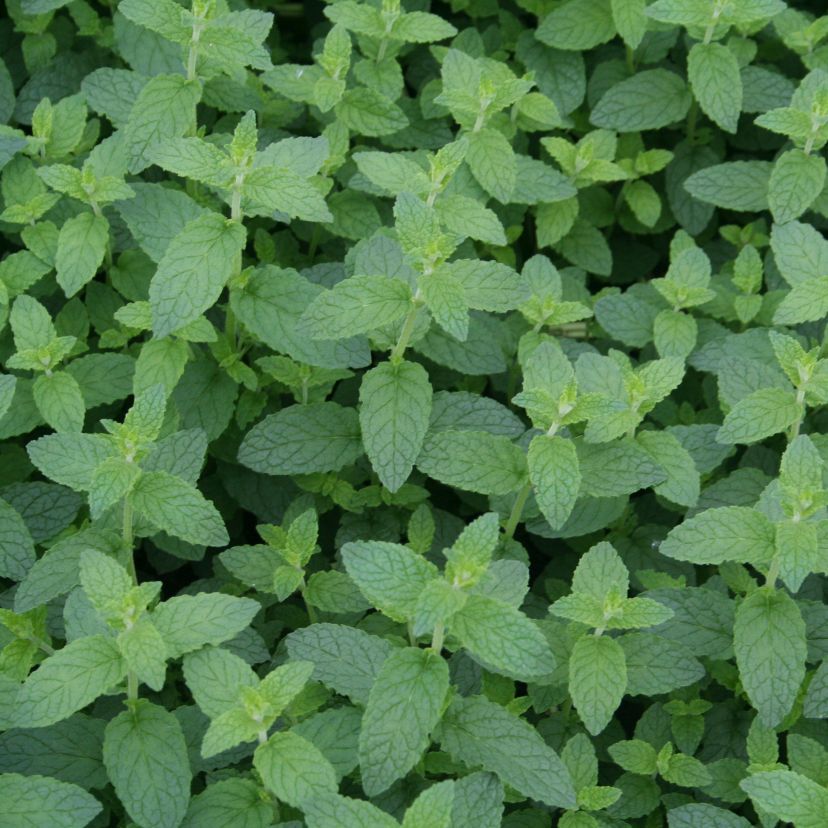 Mentha spicata 'Almira'