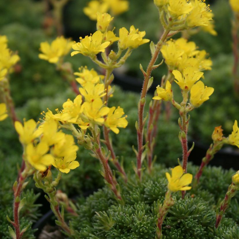 Saxifraga x eudoxiana 'Haagii'
