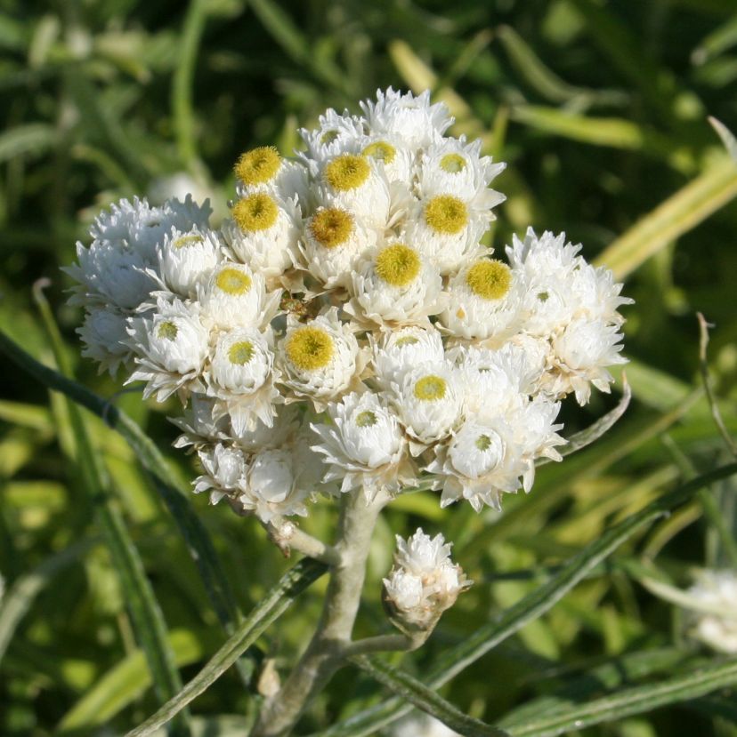 Anaphalis margaritacea 'Neuschnee'