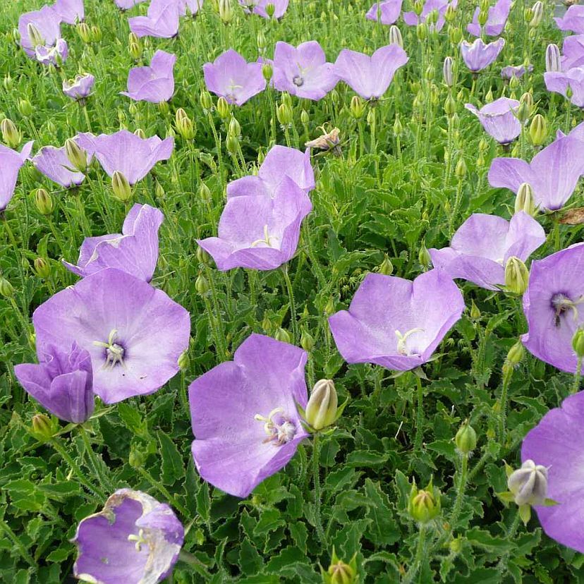 STM - Campanula carp. 'Karl Foerster'