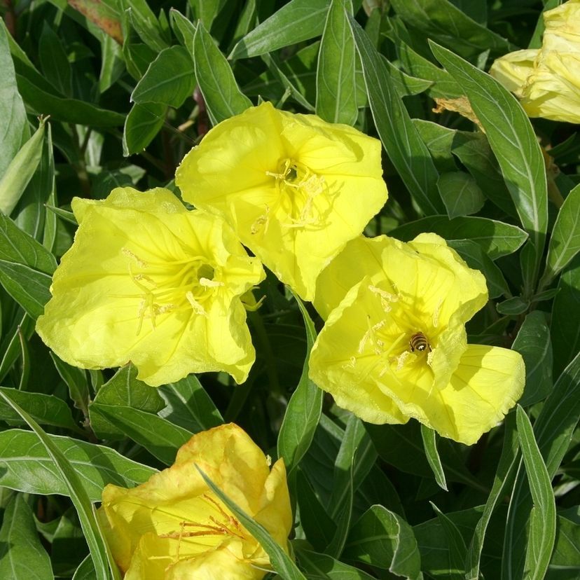 Oenothera missouriensis