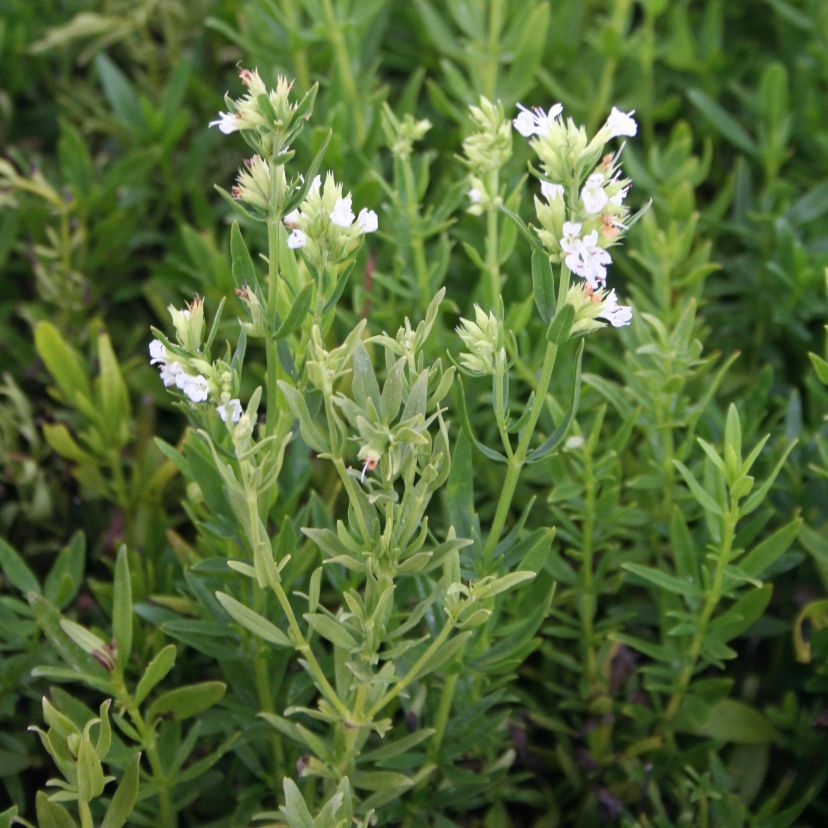 Hyssopus officinalis 'Alba'