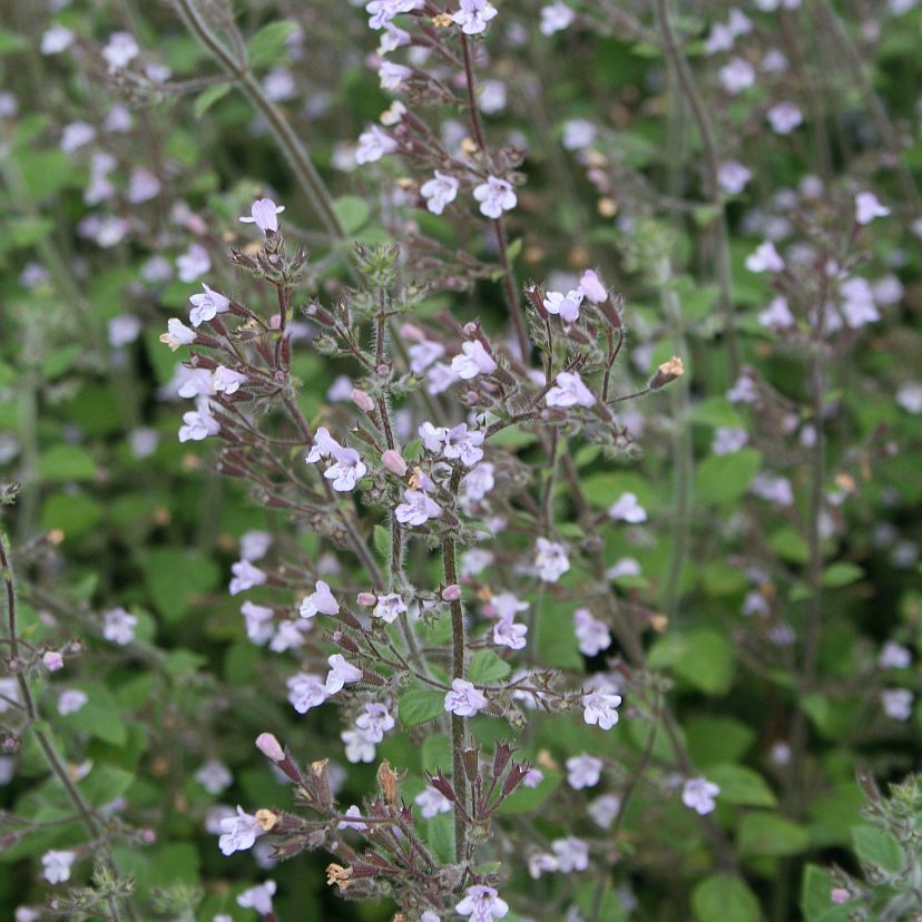 Calamintha nepeta 'Blue Cloud'