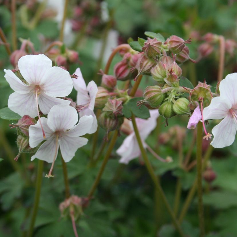 Geranium x cantab. 'Biokovo'