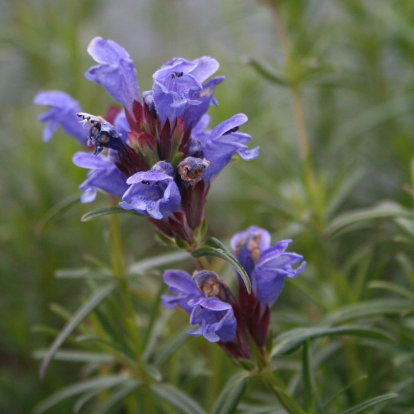 STM - Dracocephalum ruyschiana