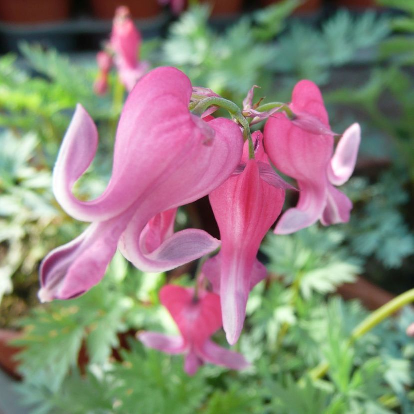 STM - Dicentra formosa 'Langtrees'