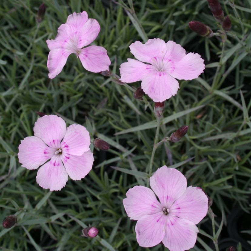 Dianthus grat. 'Nordstjernen' Syn. 'Asnelliken'