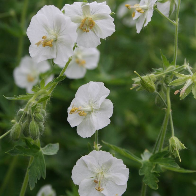 STM - Geranium phaeum 'Album'