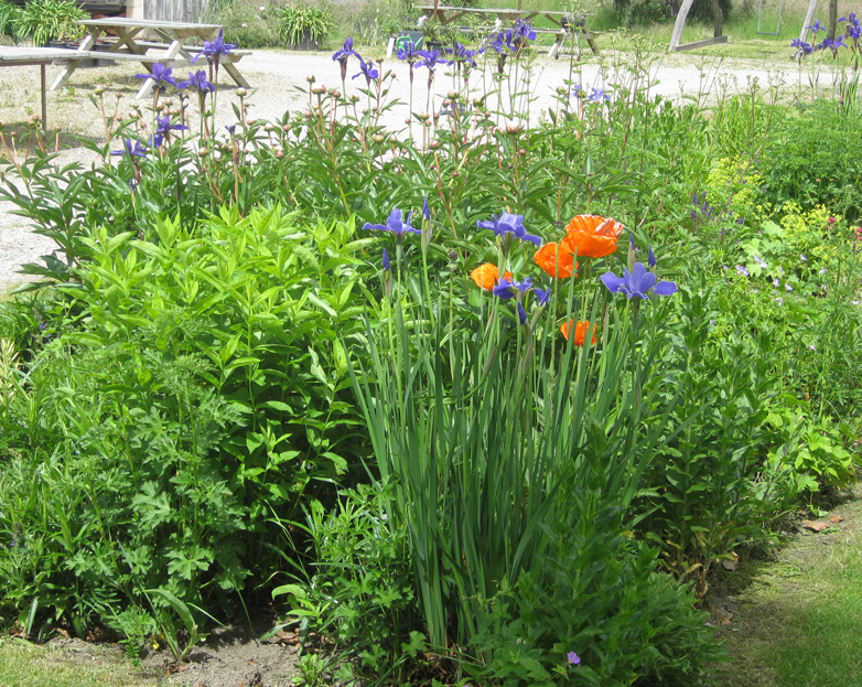 Landhausblüte blau-weiß-rosa - Staudenmischpflanzung als Fertigmischung vorgemischt