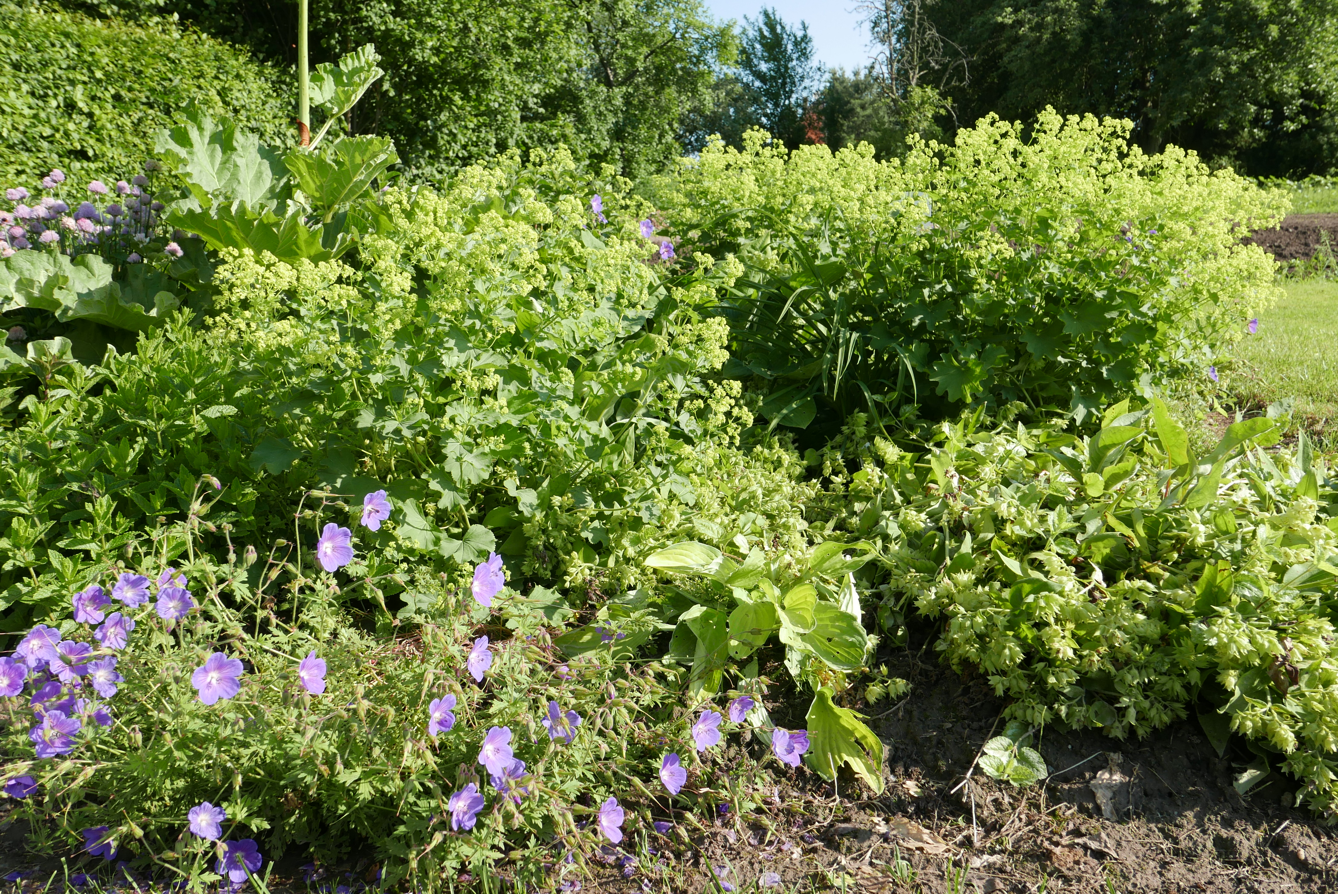 Essbare Blüten blau - gelb