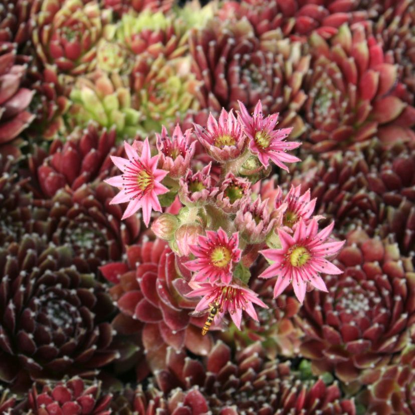 Sempervivum hybr. 'Red Papaver'