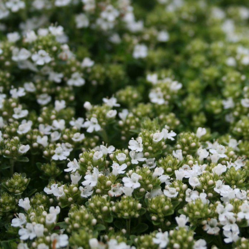 Thymus praecox 'Albiflorus'