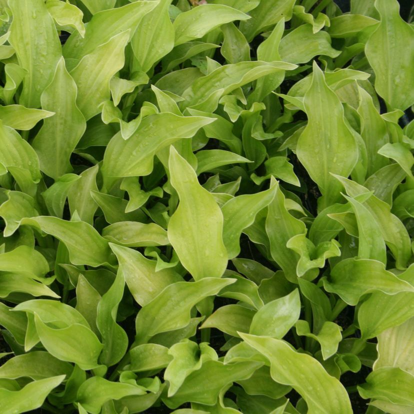 Hosta plantaginea 'Royal Standard'