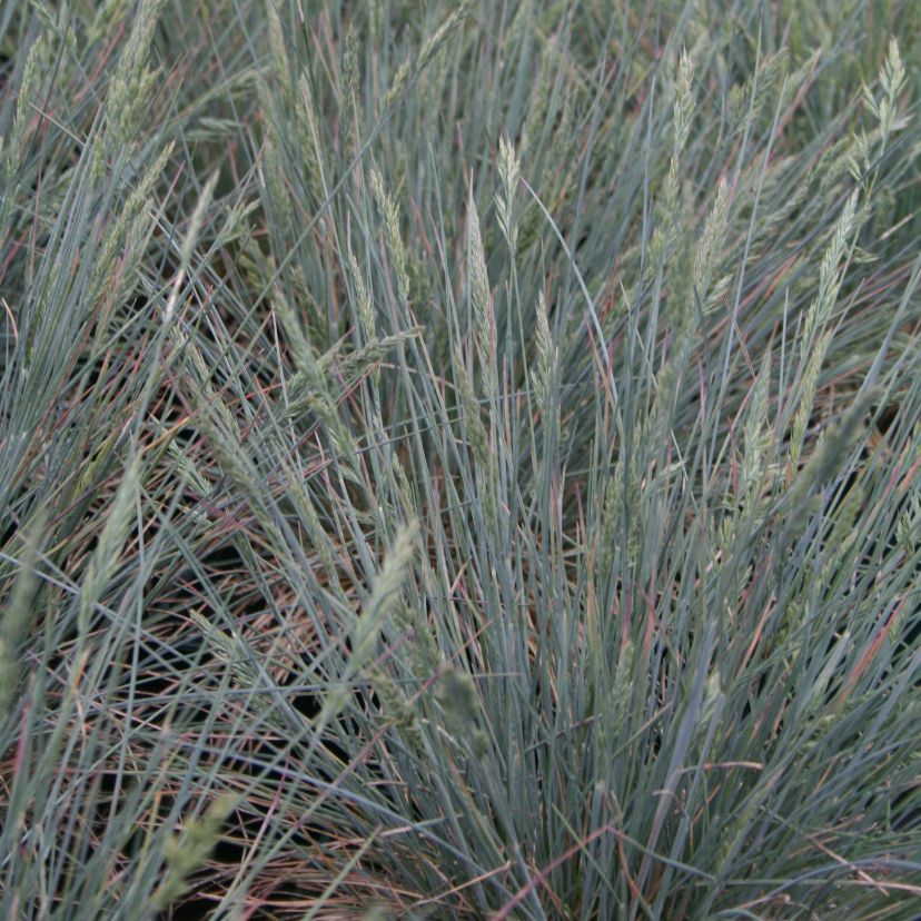 Festuca cinerea 'Elijah Blue'